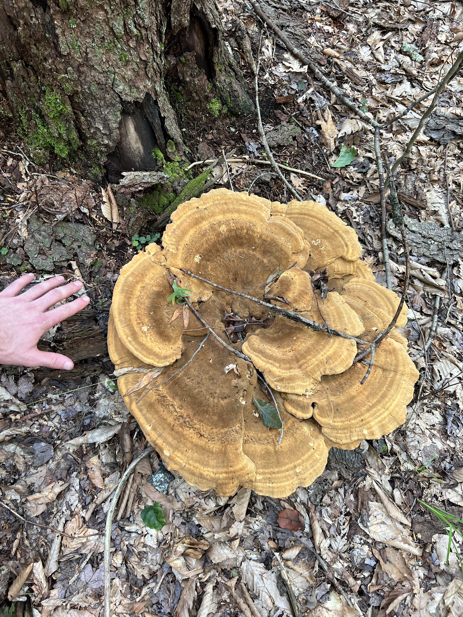 Loyalsock State Forest