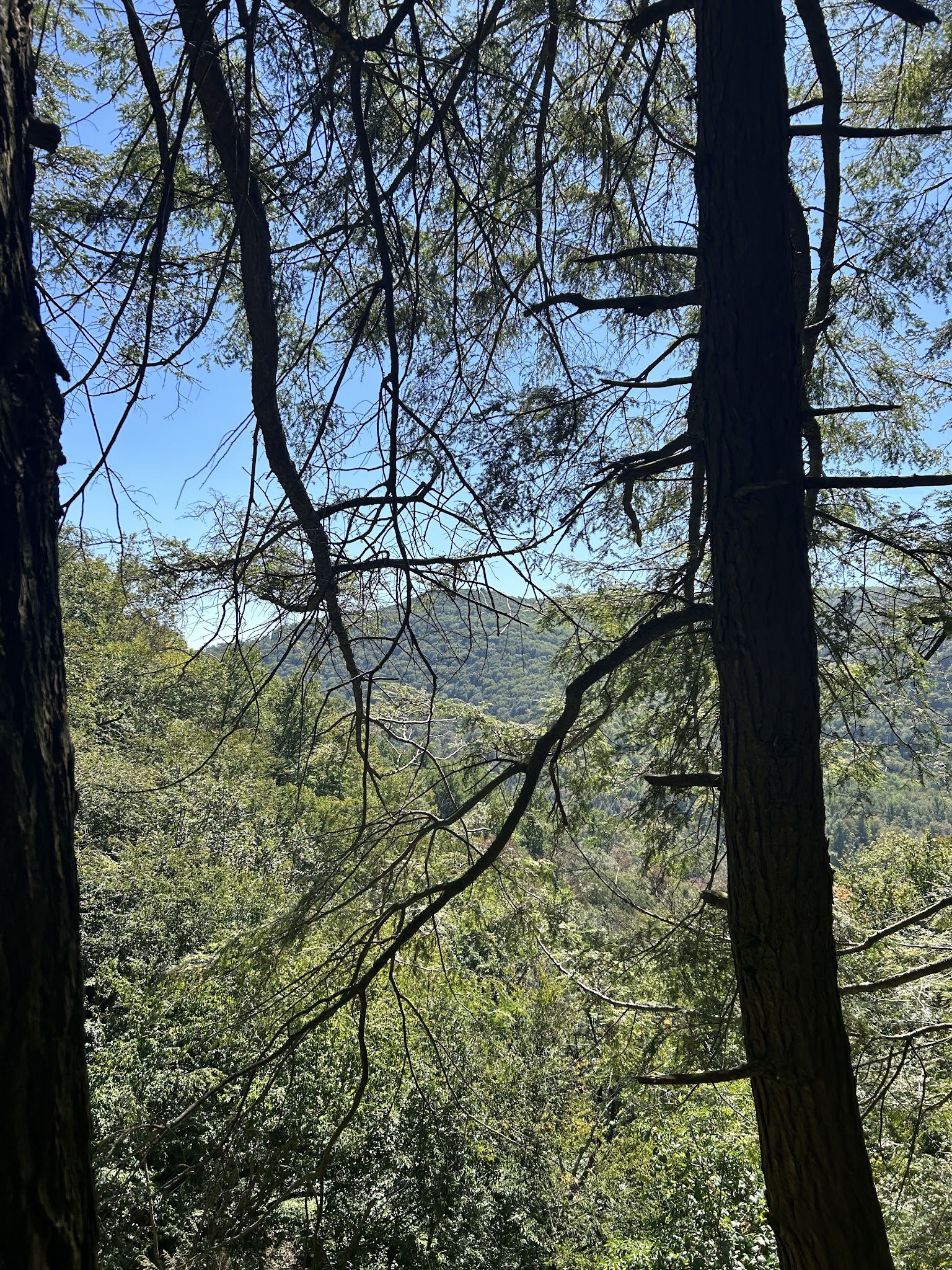 Loyalsock State Forest