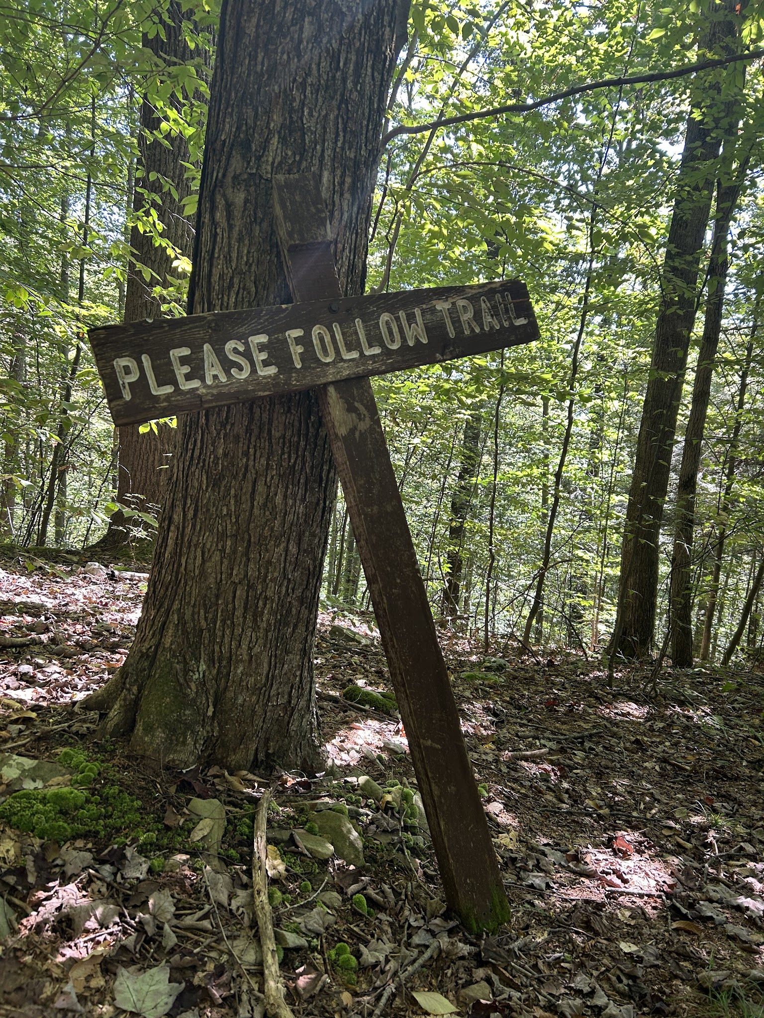 Loyalsock State Forest