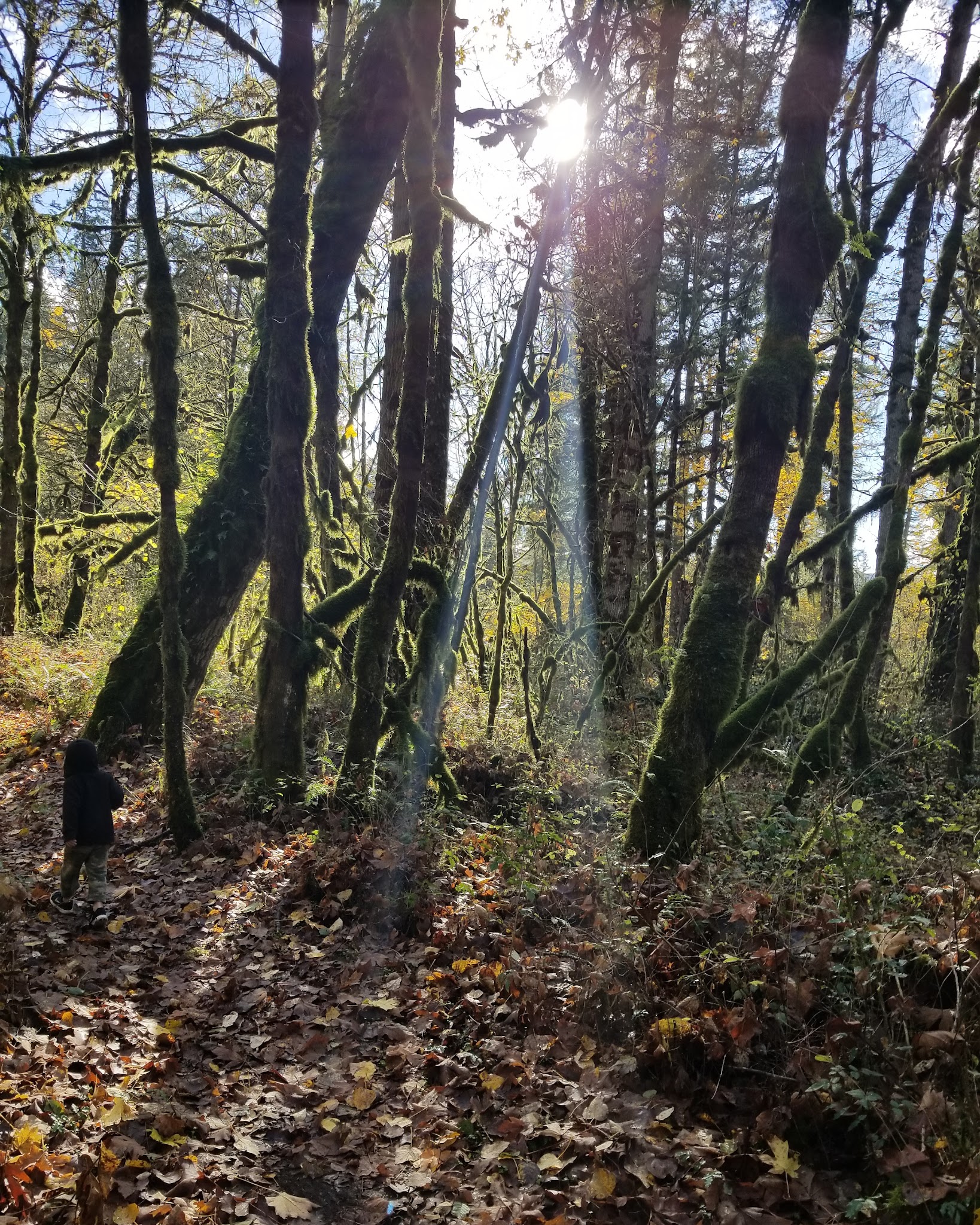 North Santiam State Recreation Area