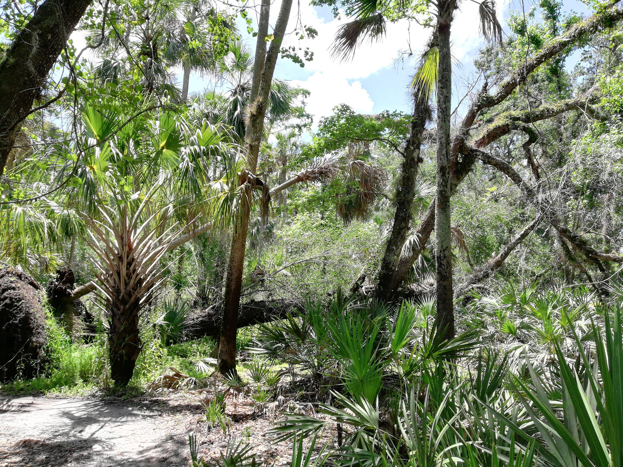 East Camp Zone Little Big Econ State Forest