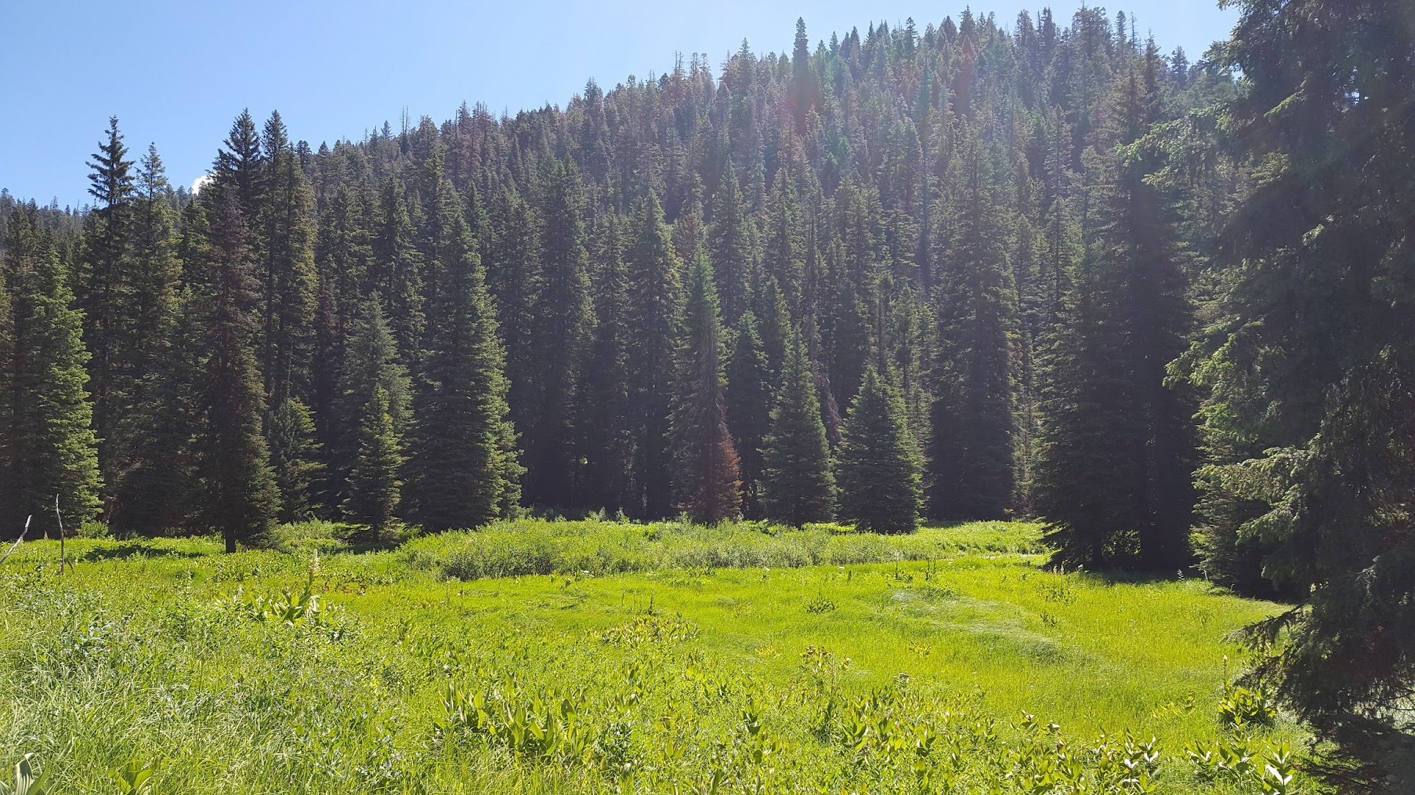 Rapid Creek Camping Area