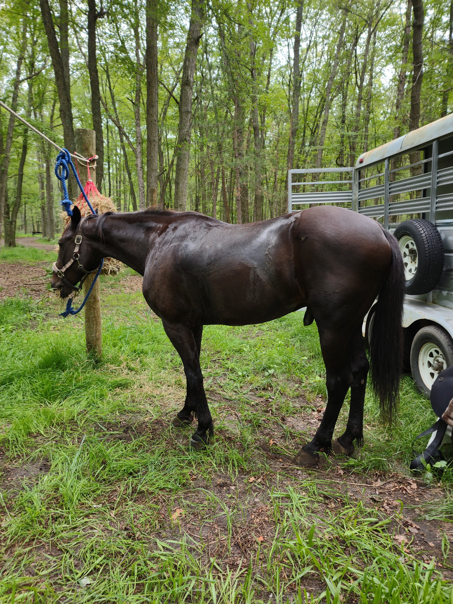 Luzerne Horse Trail Campground And Trailhead