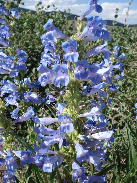 Lye Creek Campground