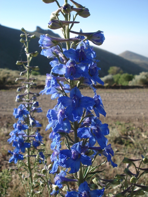 Lye Creek Campground