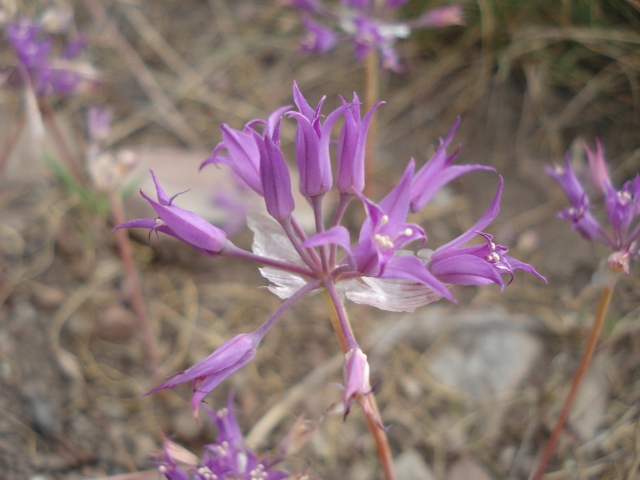 Lye Creek Campground