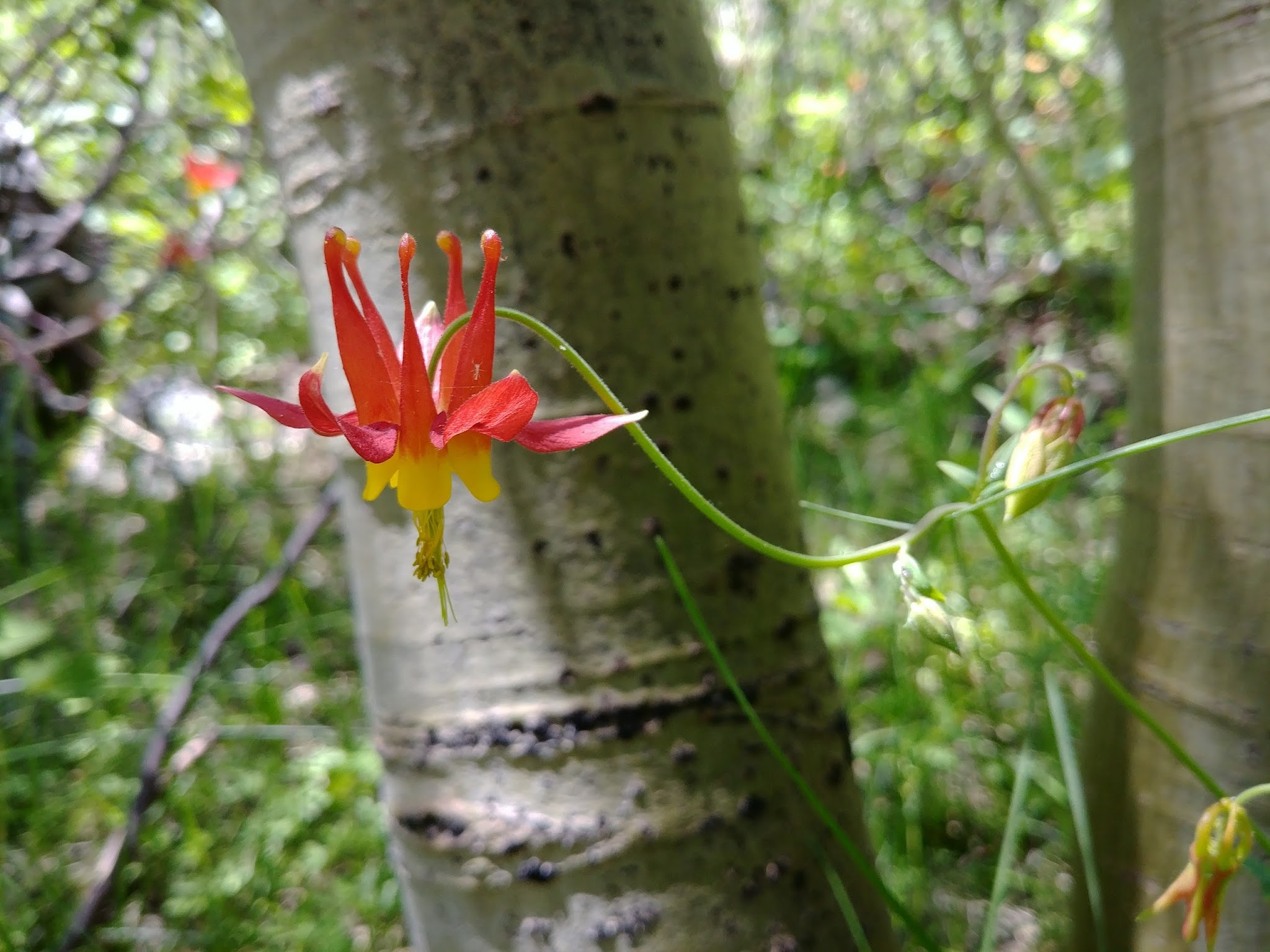 Lye Creek Campground