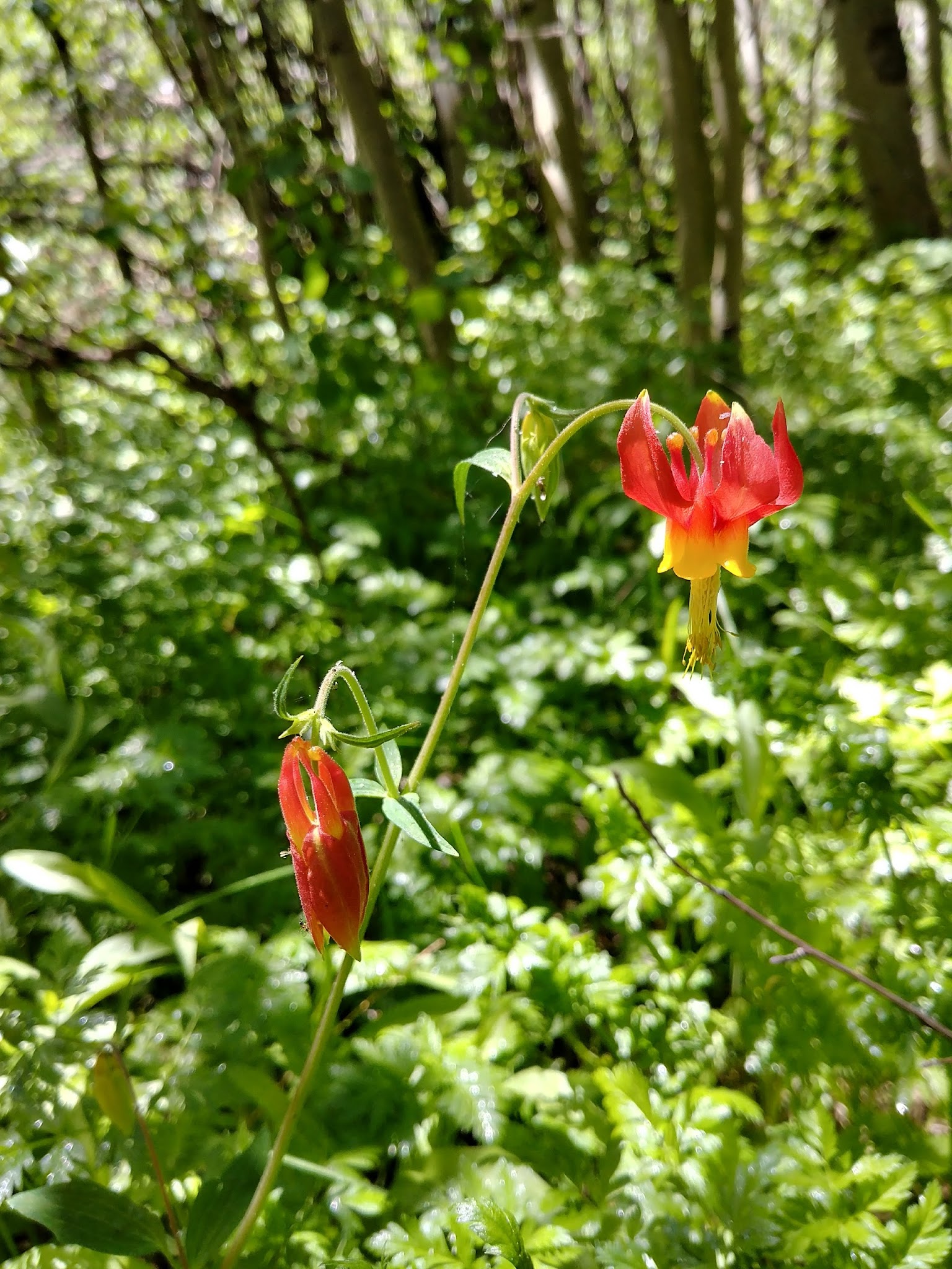 Lye Creek Campground