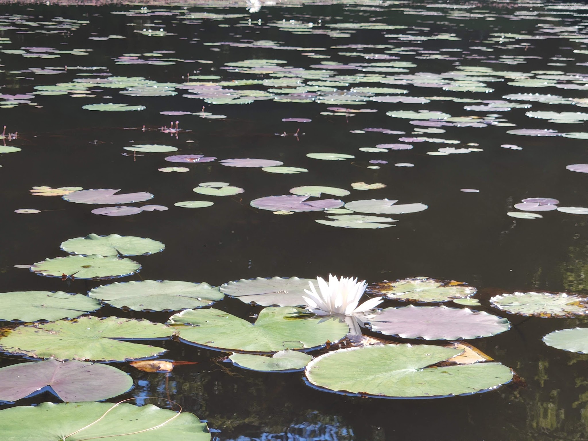 Magnolia Springs State Park