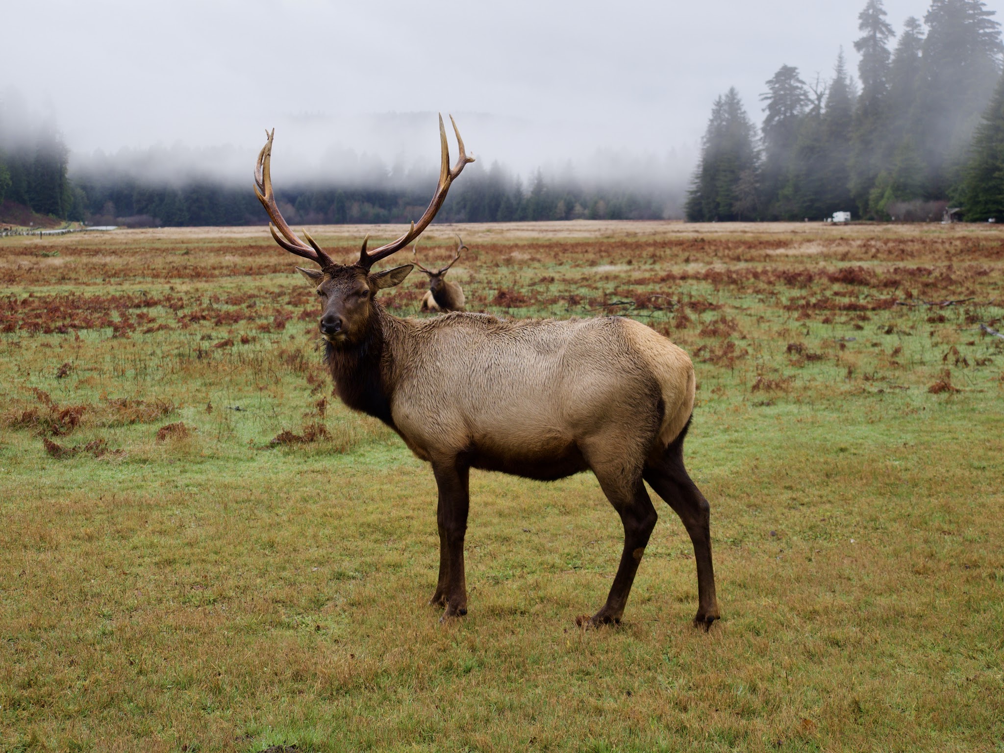Prairie Creek Redwoods State Park Elk Prairie Campground