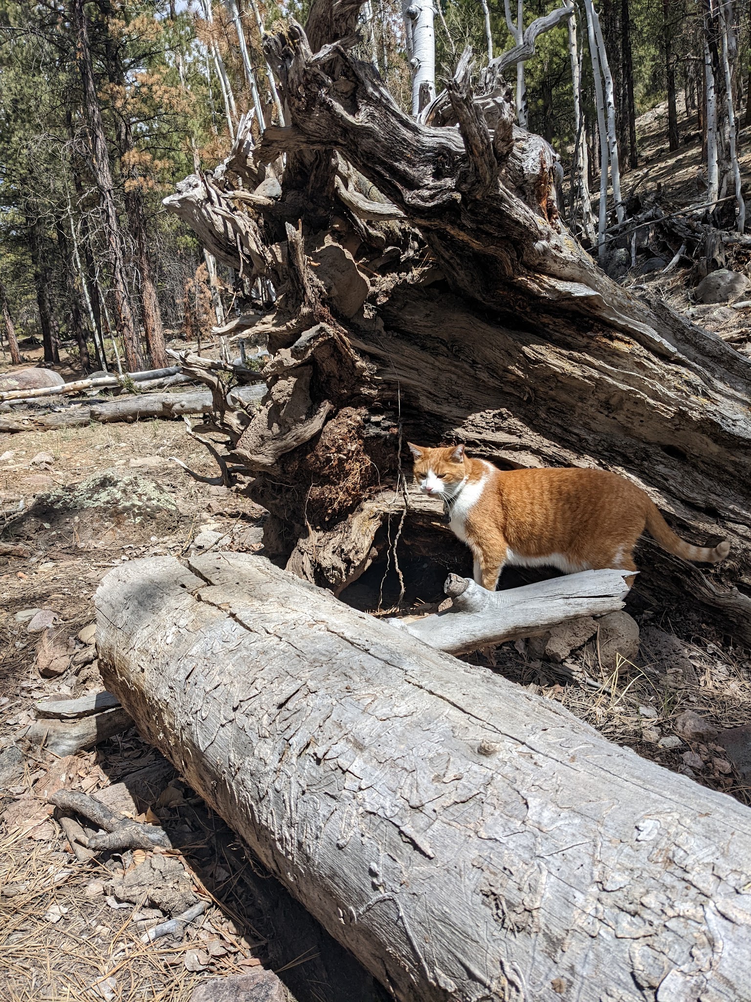 Mammoth Designated Dispersed Camping Area