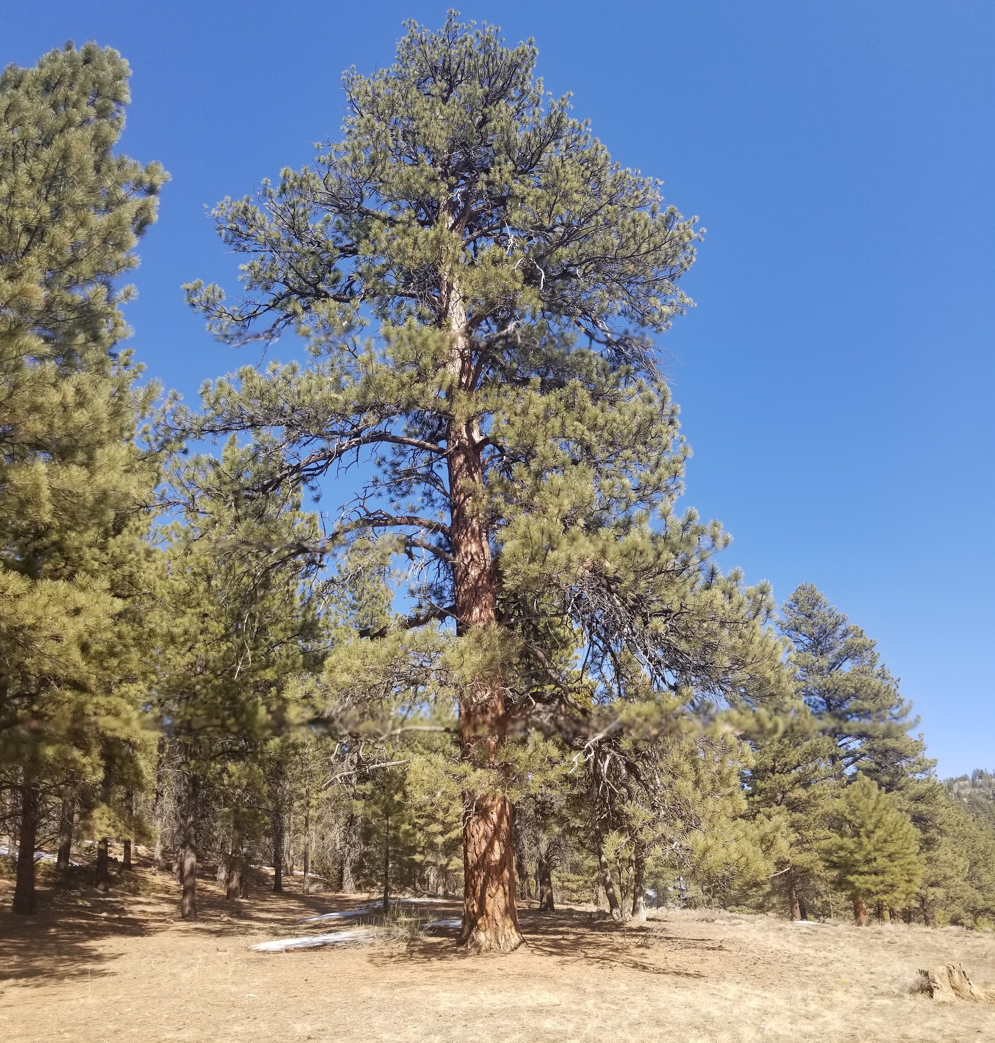 Mammoth Designated Dispersed Camping Area