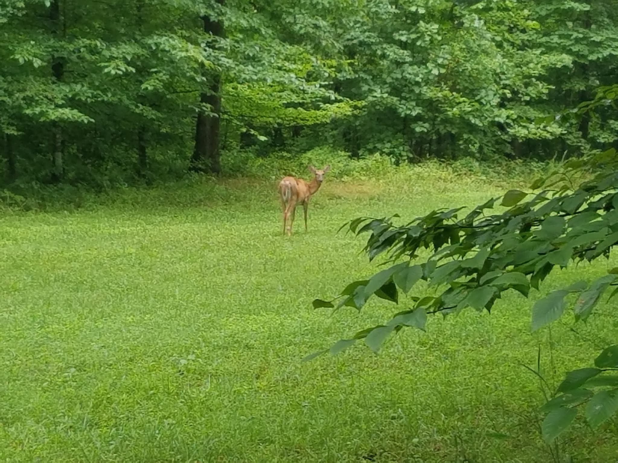 Mammoth Cave Campground