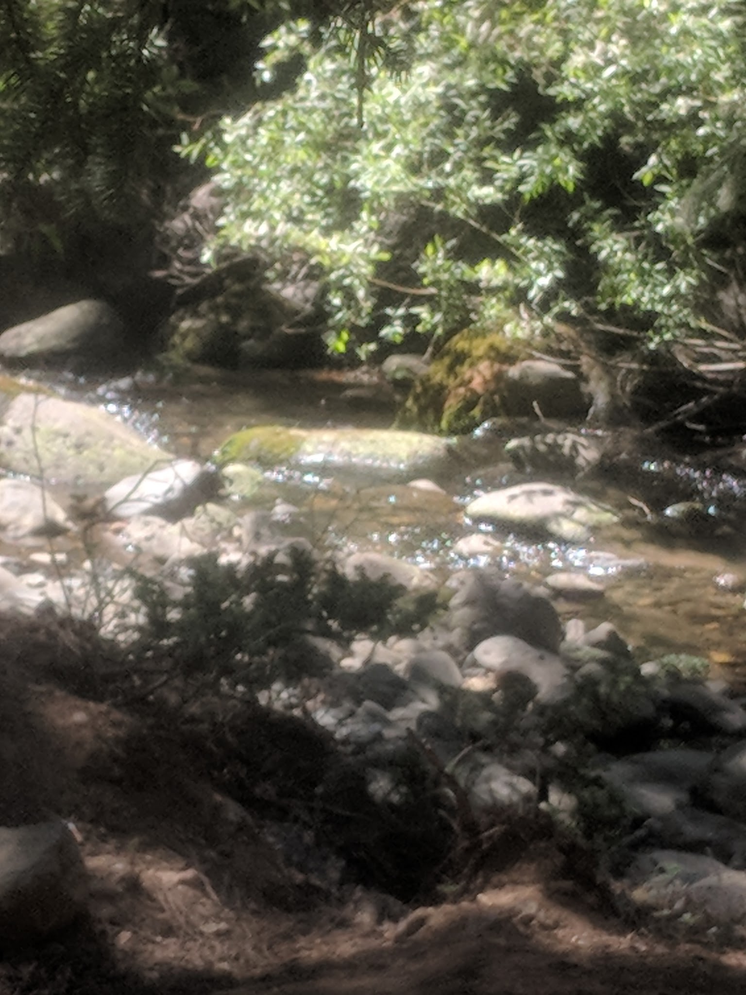 Mammoth Designated Dispersed Camping Area