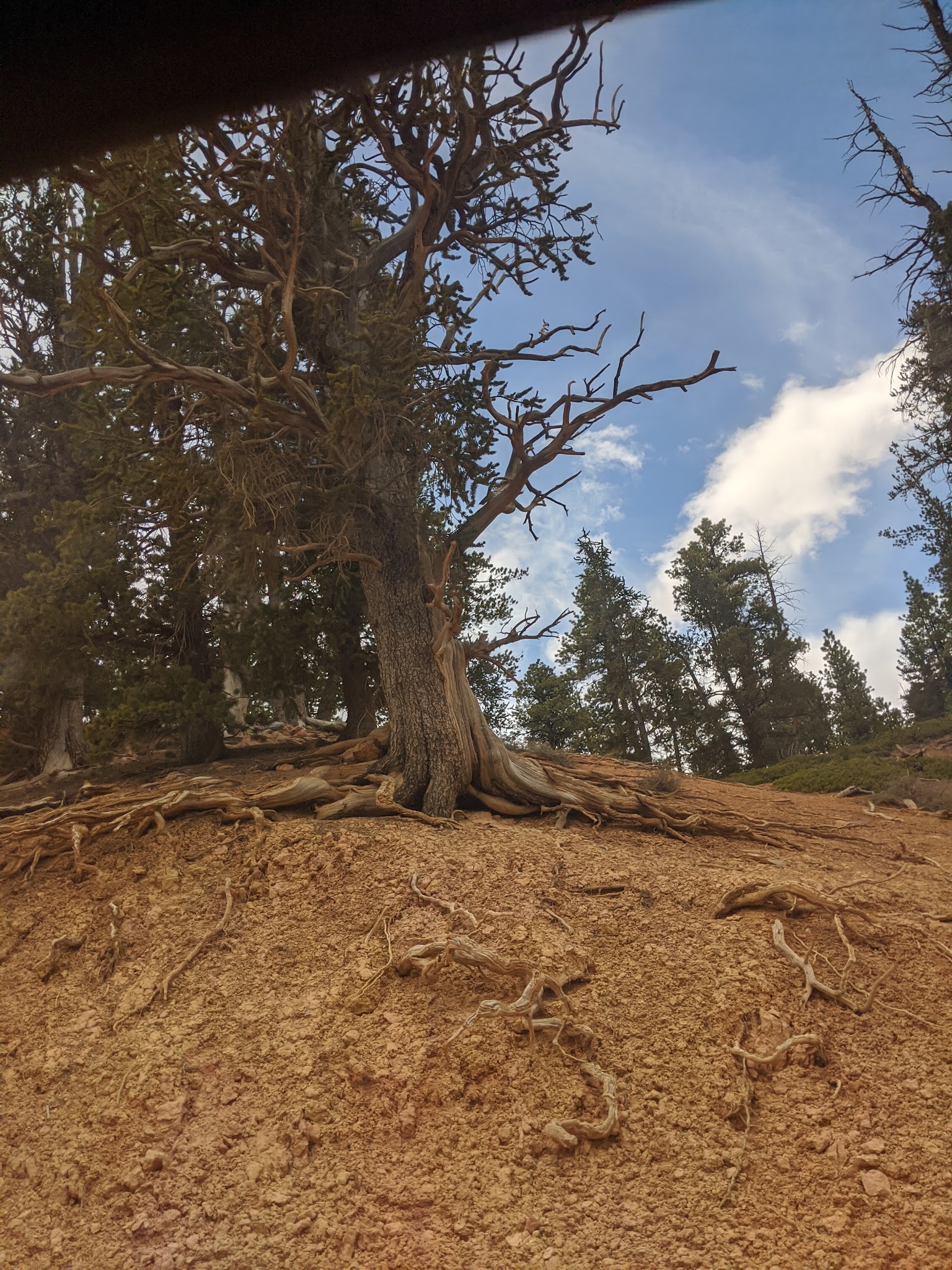 Mammoth Designated Dispersed Camping Area