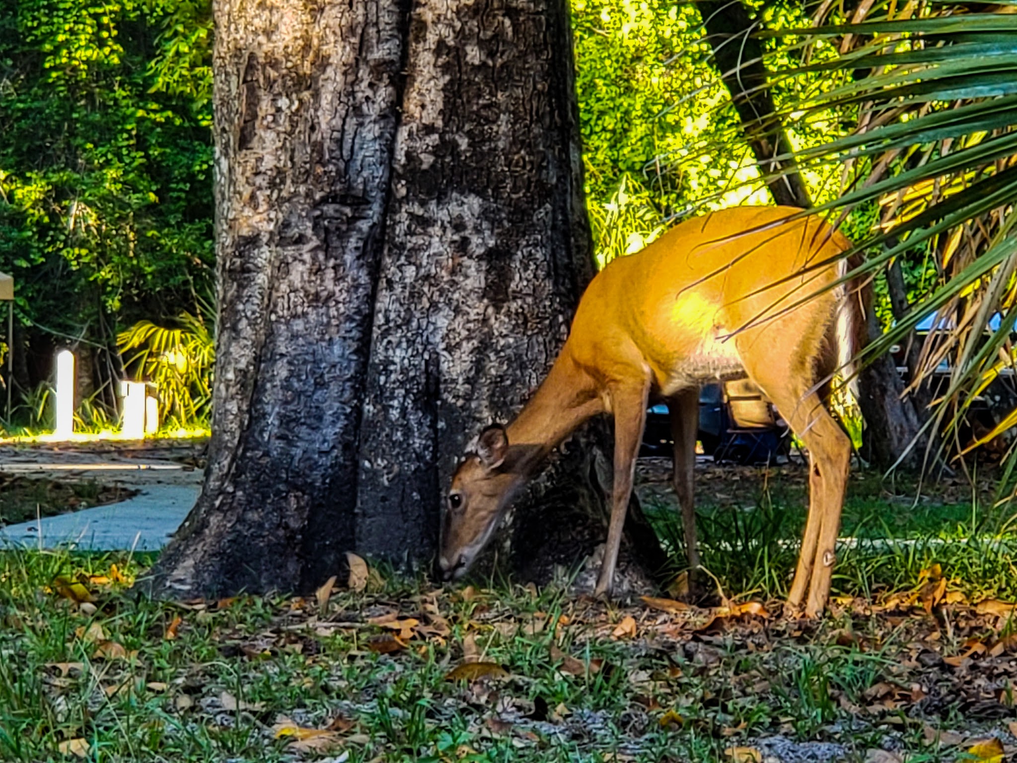 Manatee Springs State Park Campground