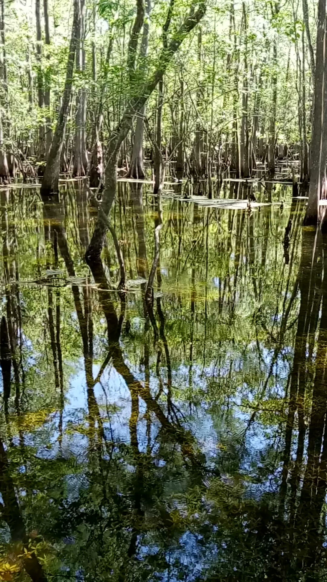 Manatee Springs State Park Campground