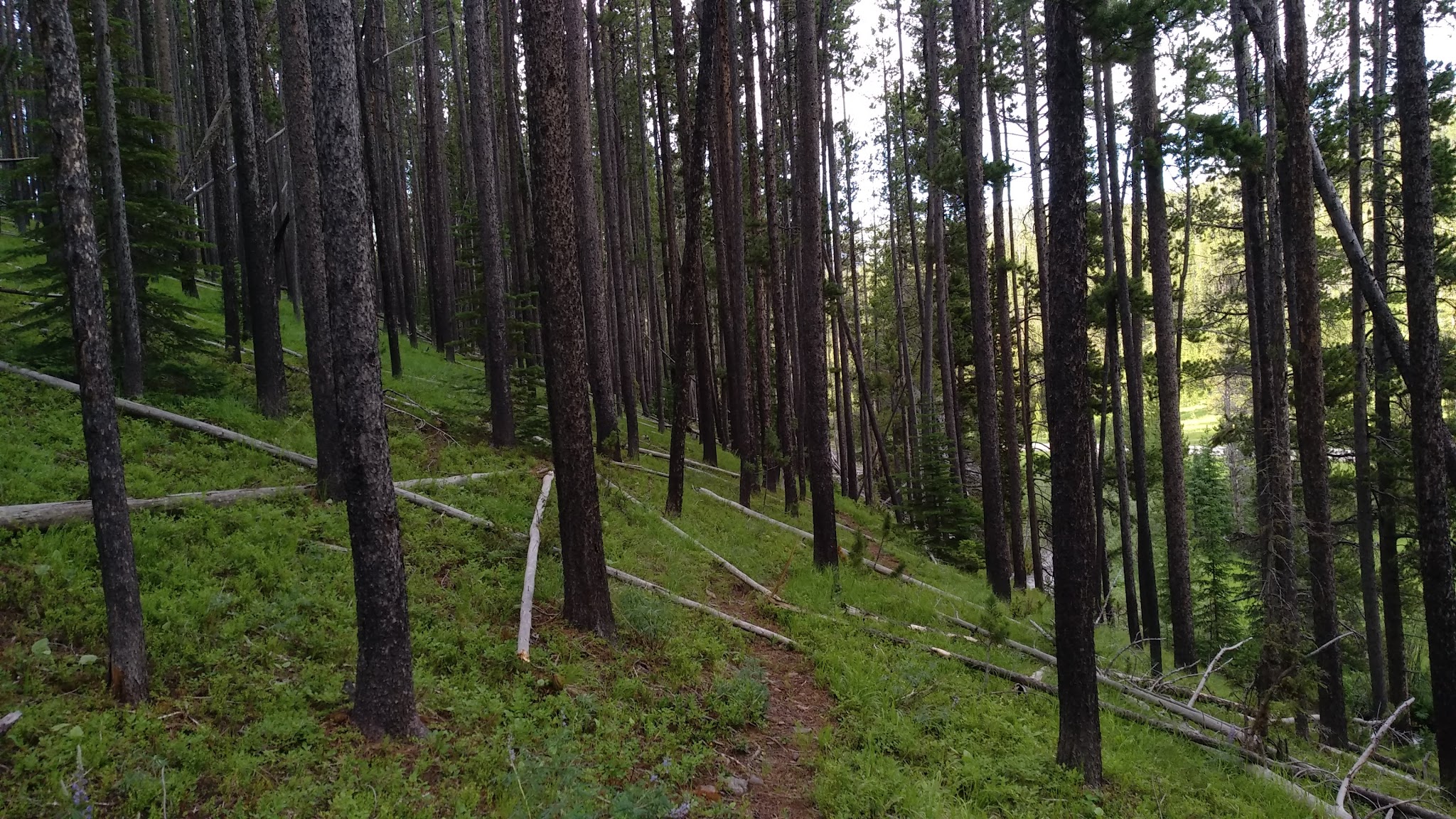 Many Pines Campground