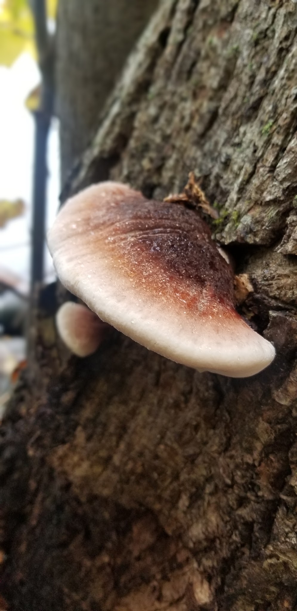 Maple Grove Campground