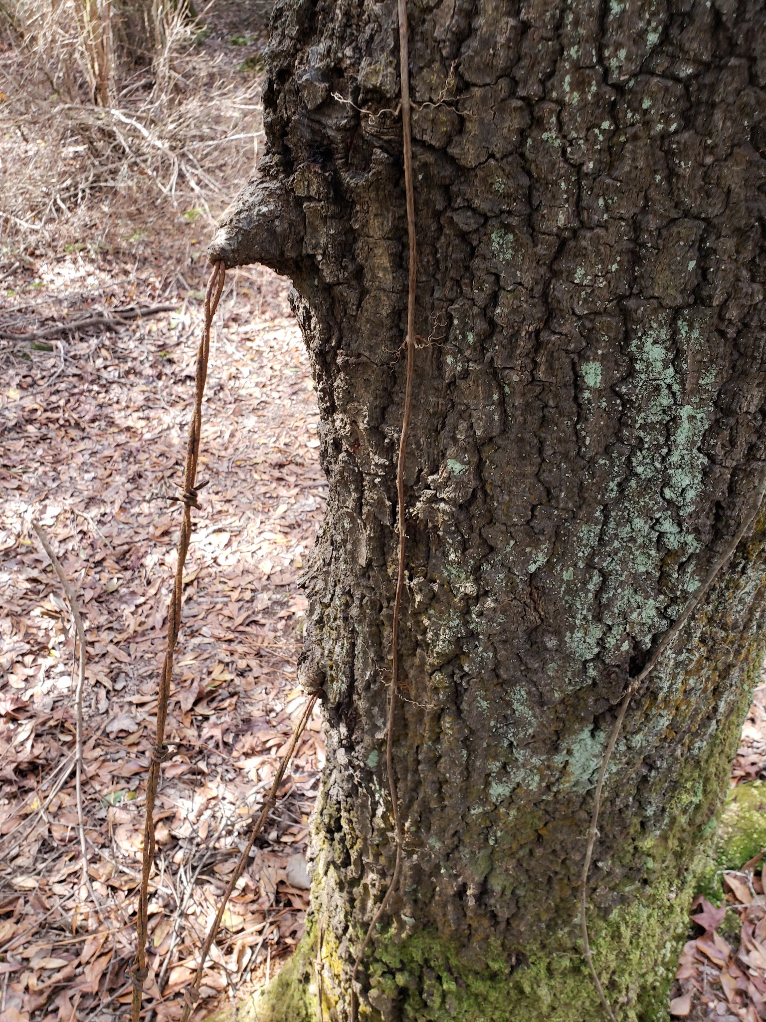 Maple Set Campground