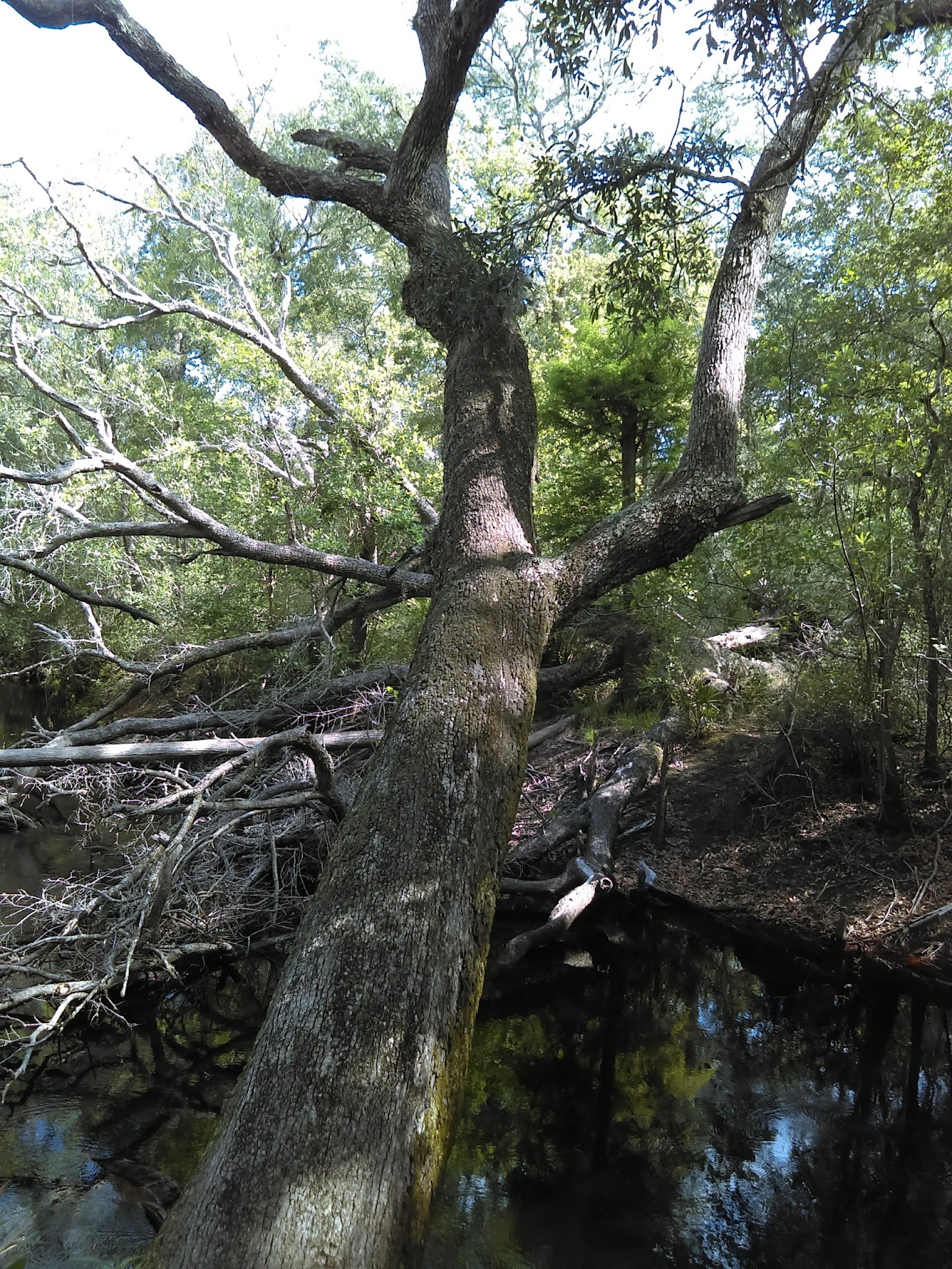 Maple Set Campground