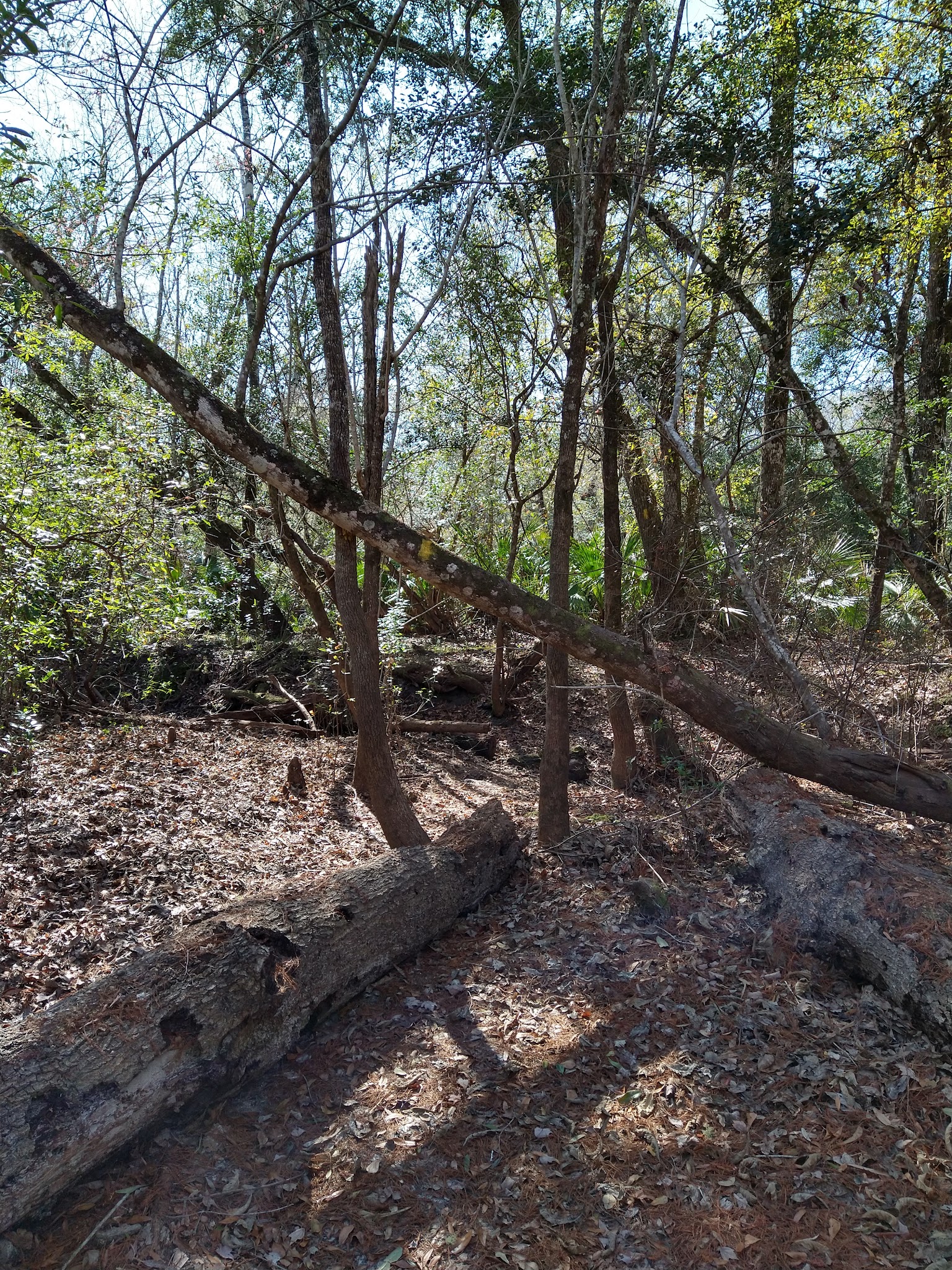 Maple Set Campground