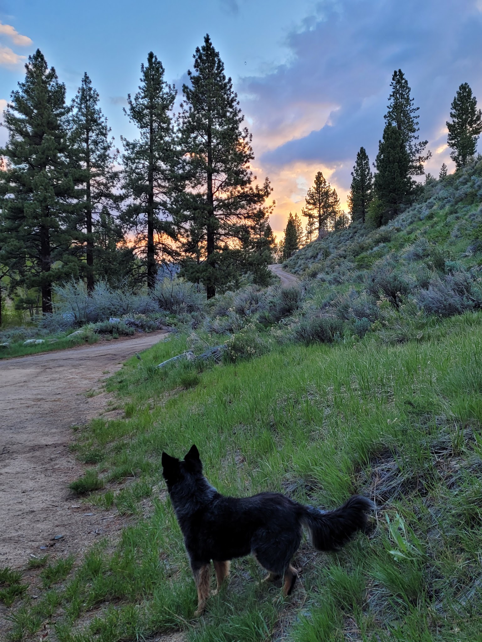 Markleeville Campground