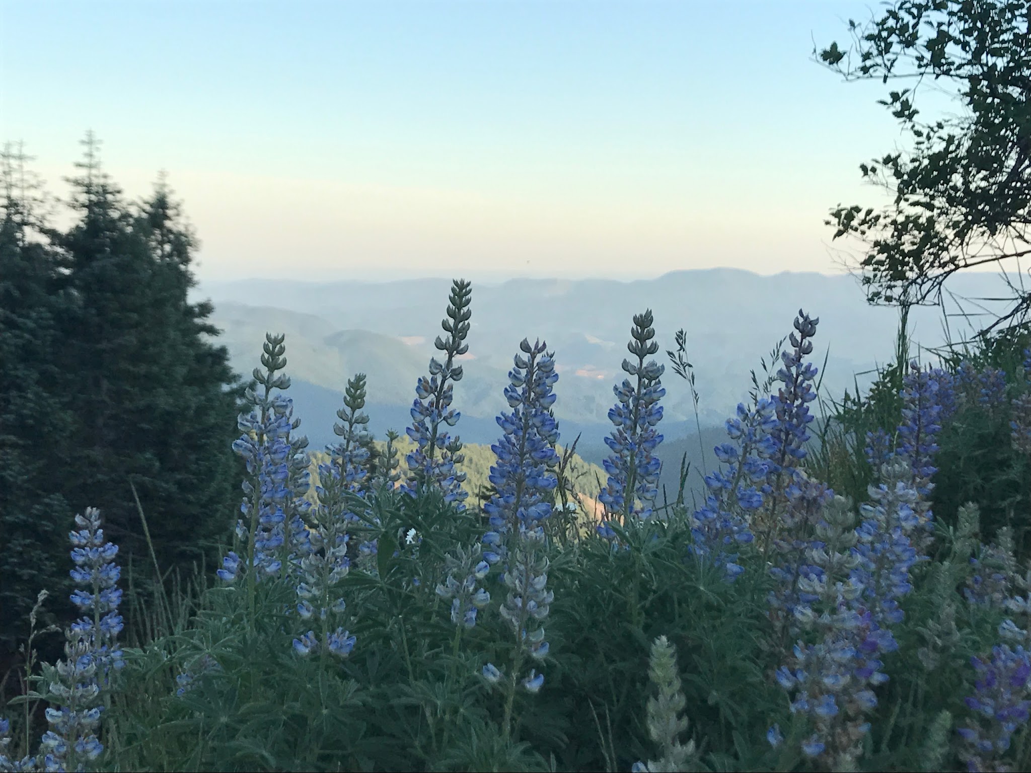 Marys Peak Campground