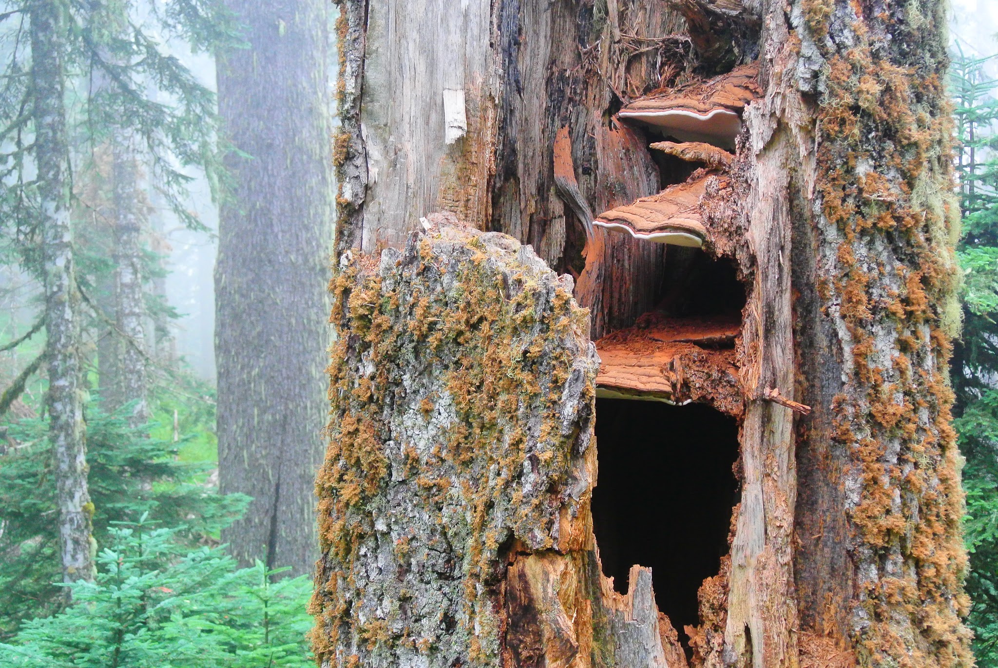 Marys Peak Campground