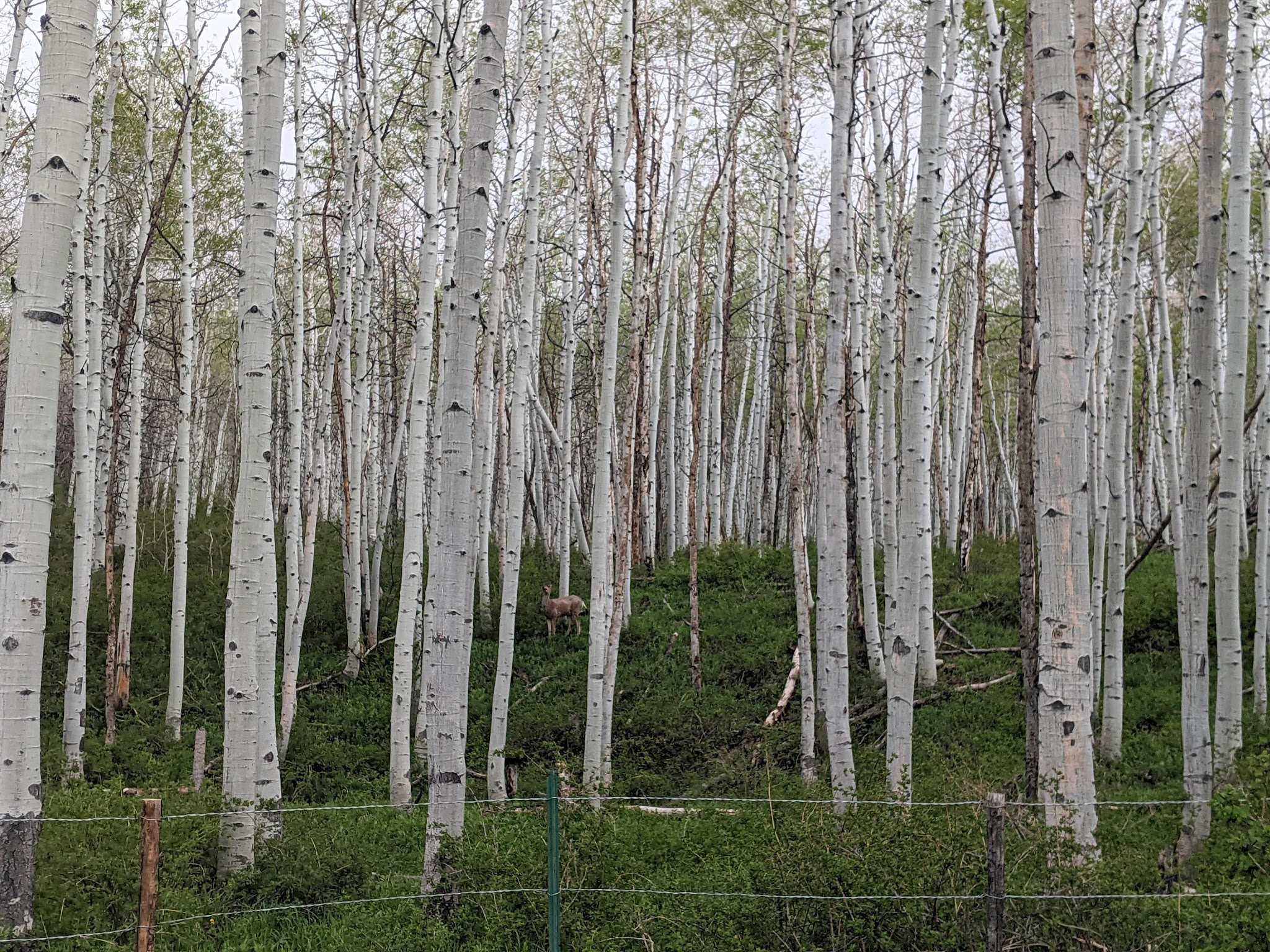 Mason Draw Campground