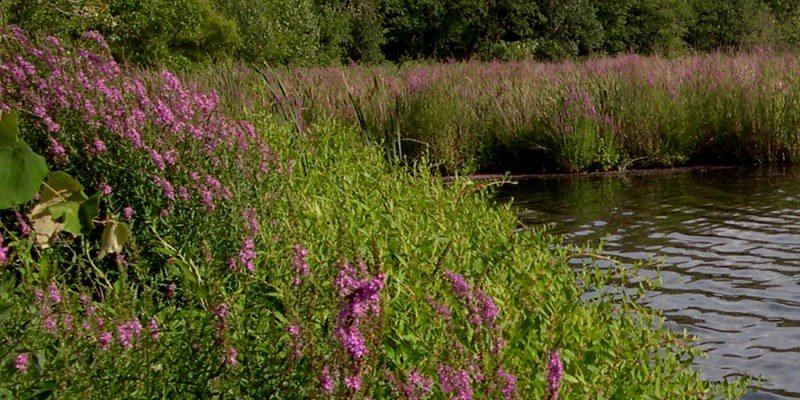 Houghton&Apos;S Pond Recreation Area