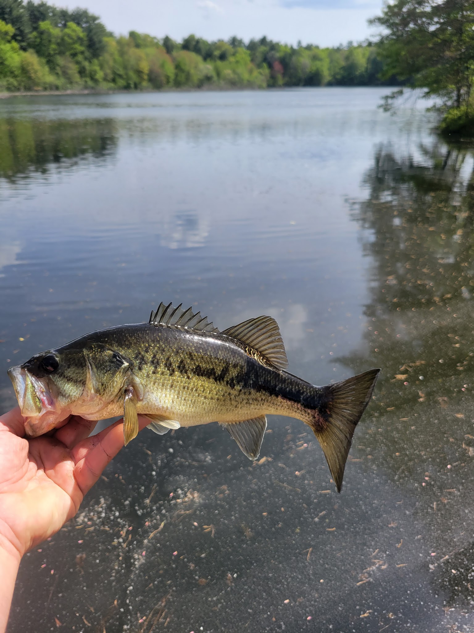 Massasoit State Park