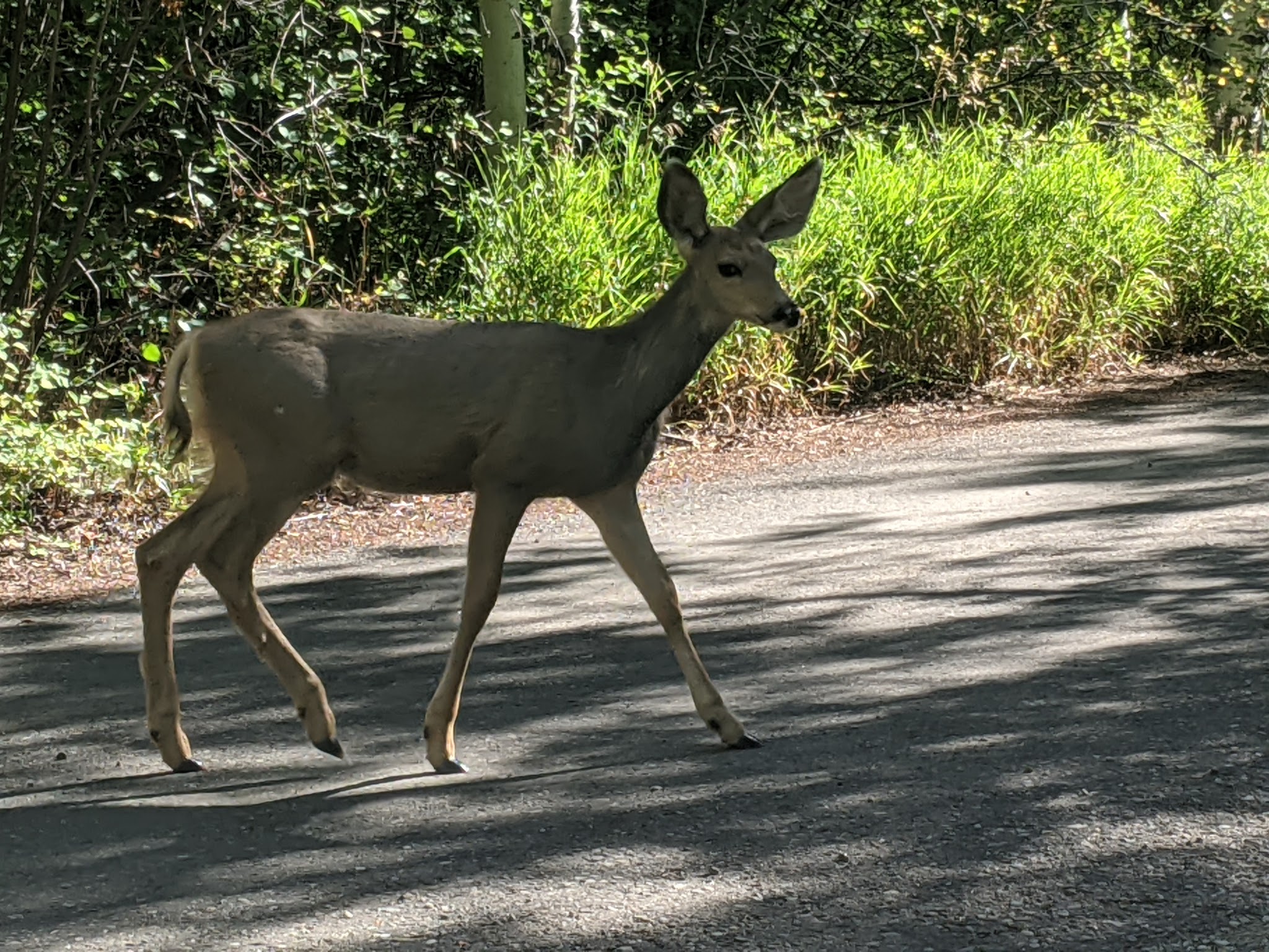 Mcclure Campground - Paonia Rd