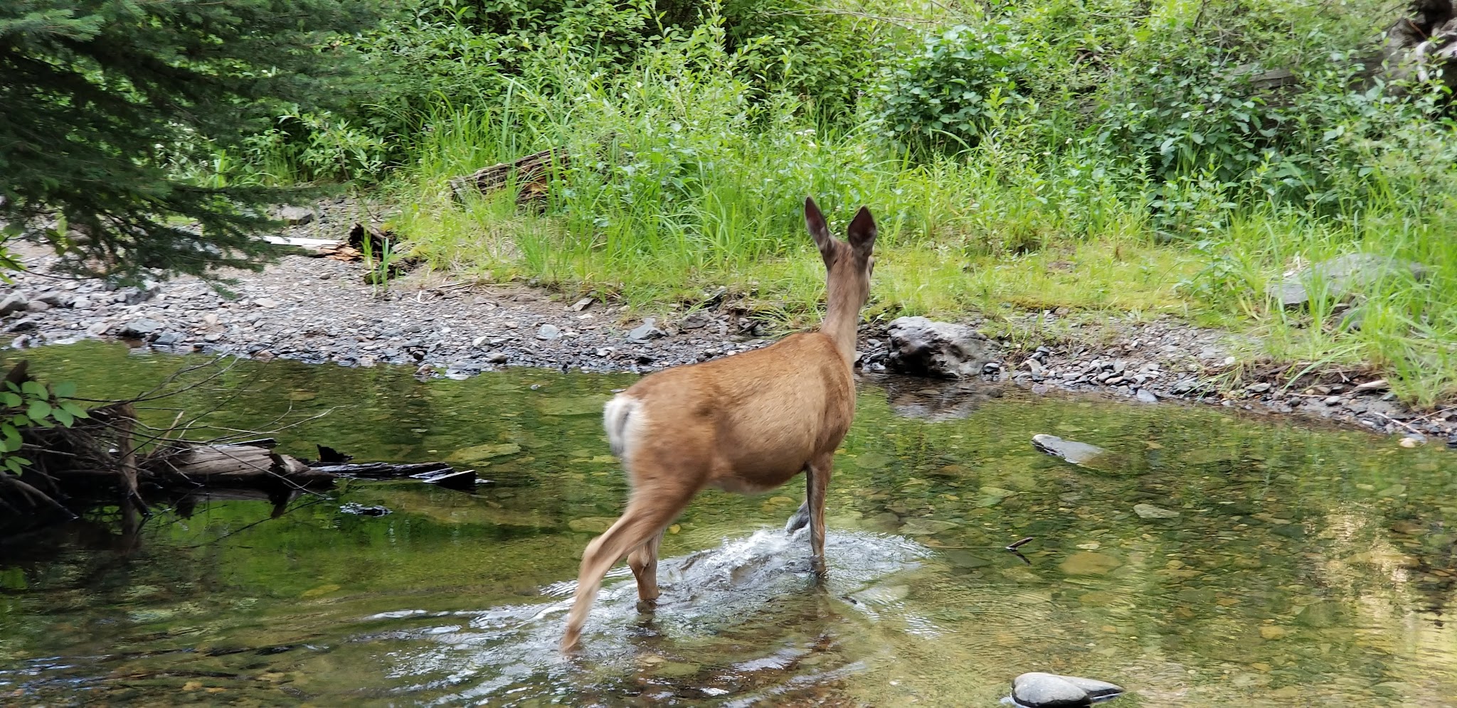 Mccully Forks Campground