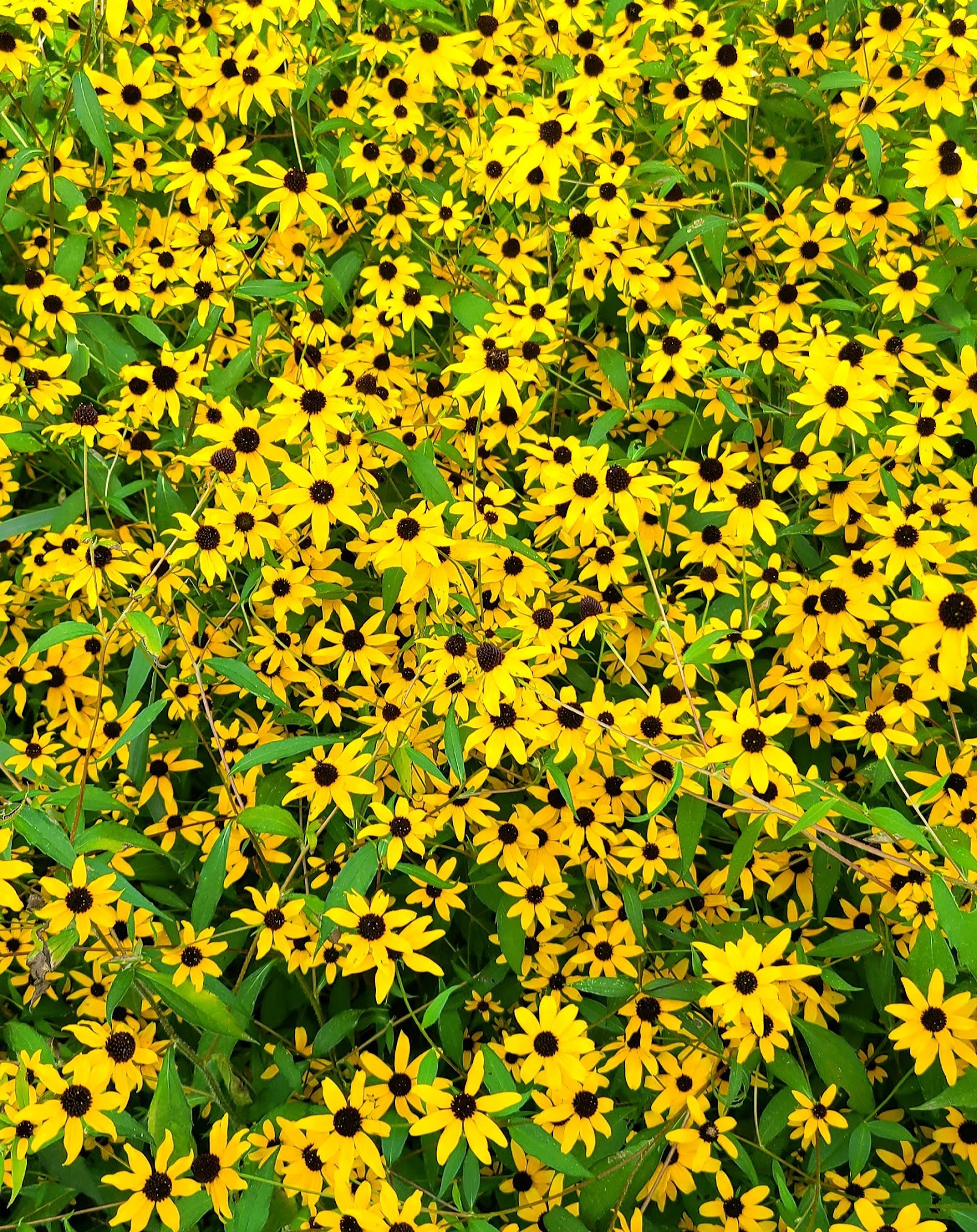 Mcintosh Woods State Park