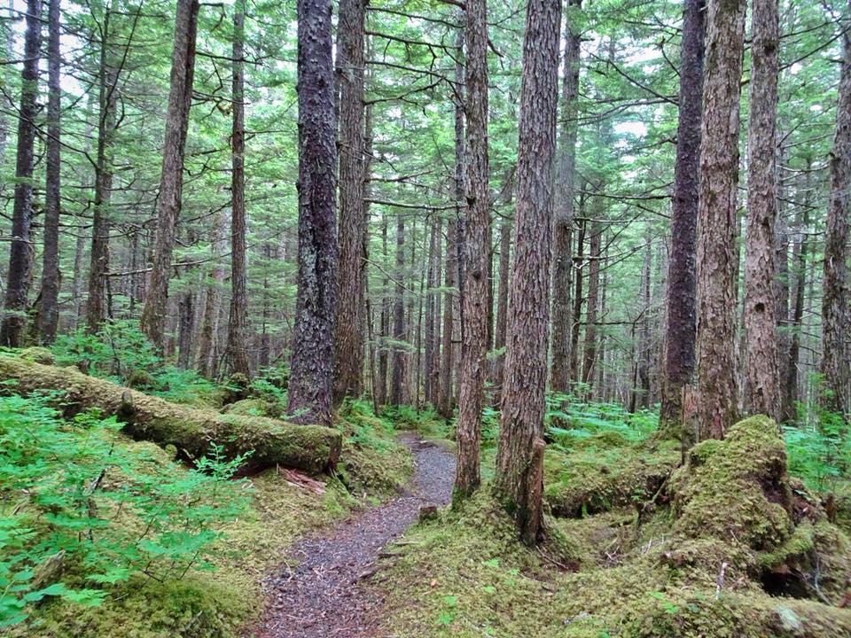 Mckinley Trail Cabin