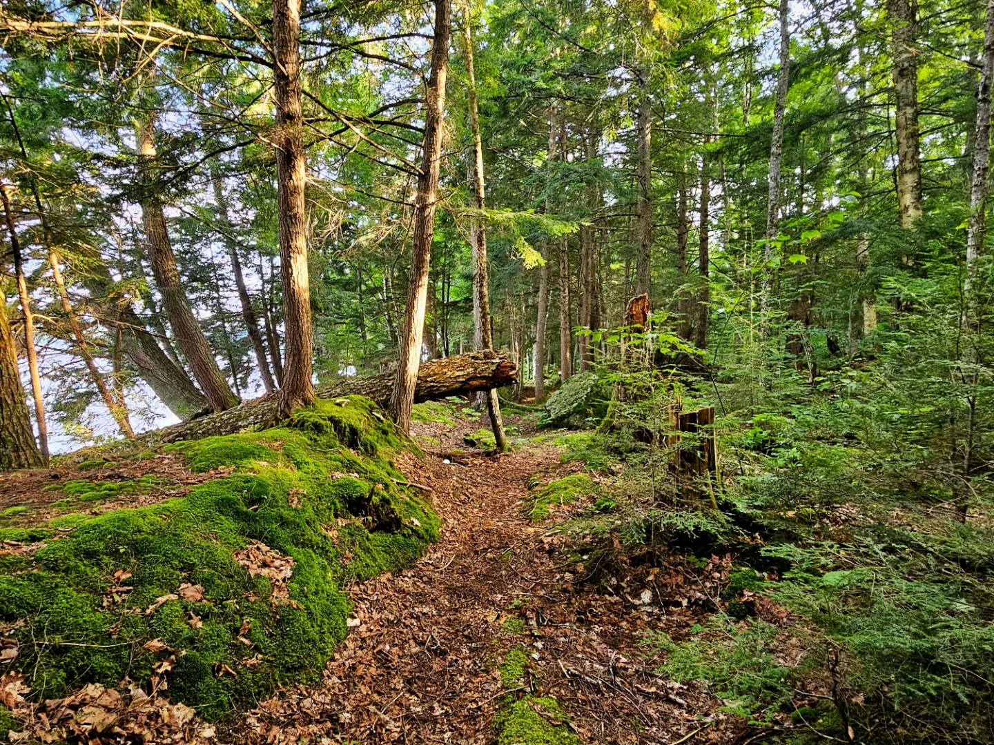 Meacham Lake Campground