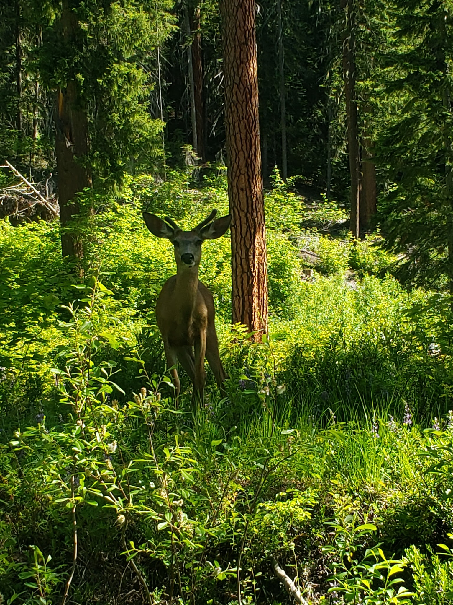Meadow Creek Campground