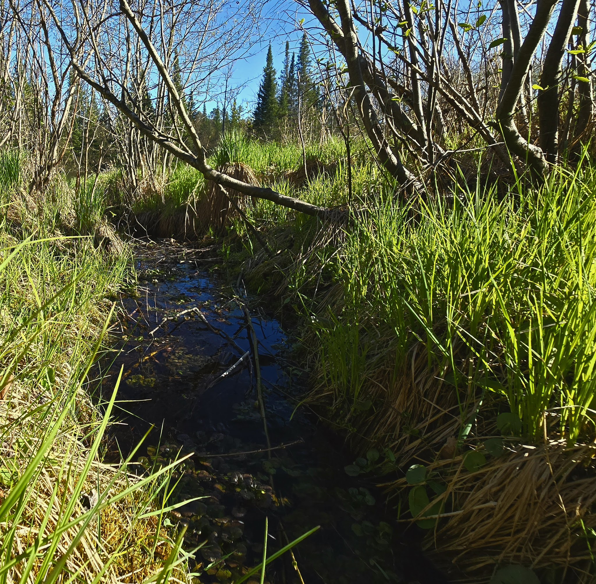 Meadow Springs Campground