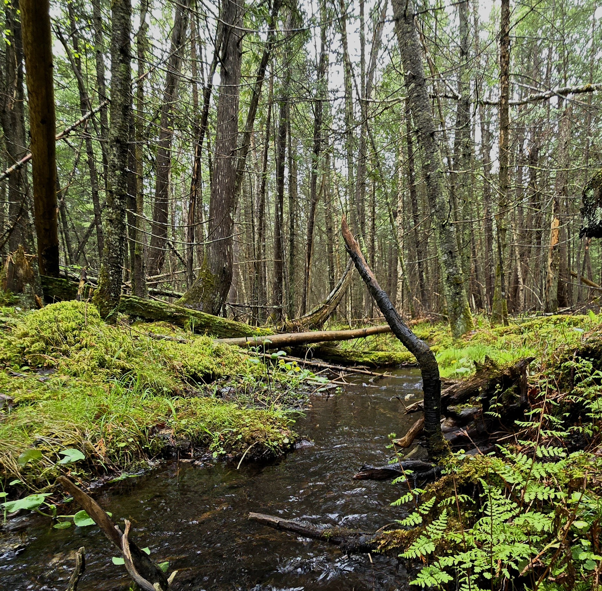 Meadow Springs Campground