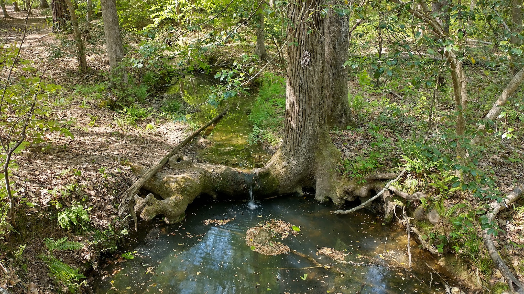 Medoc Mountain State Park