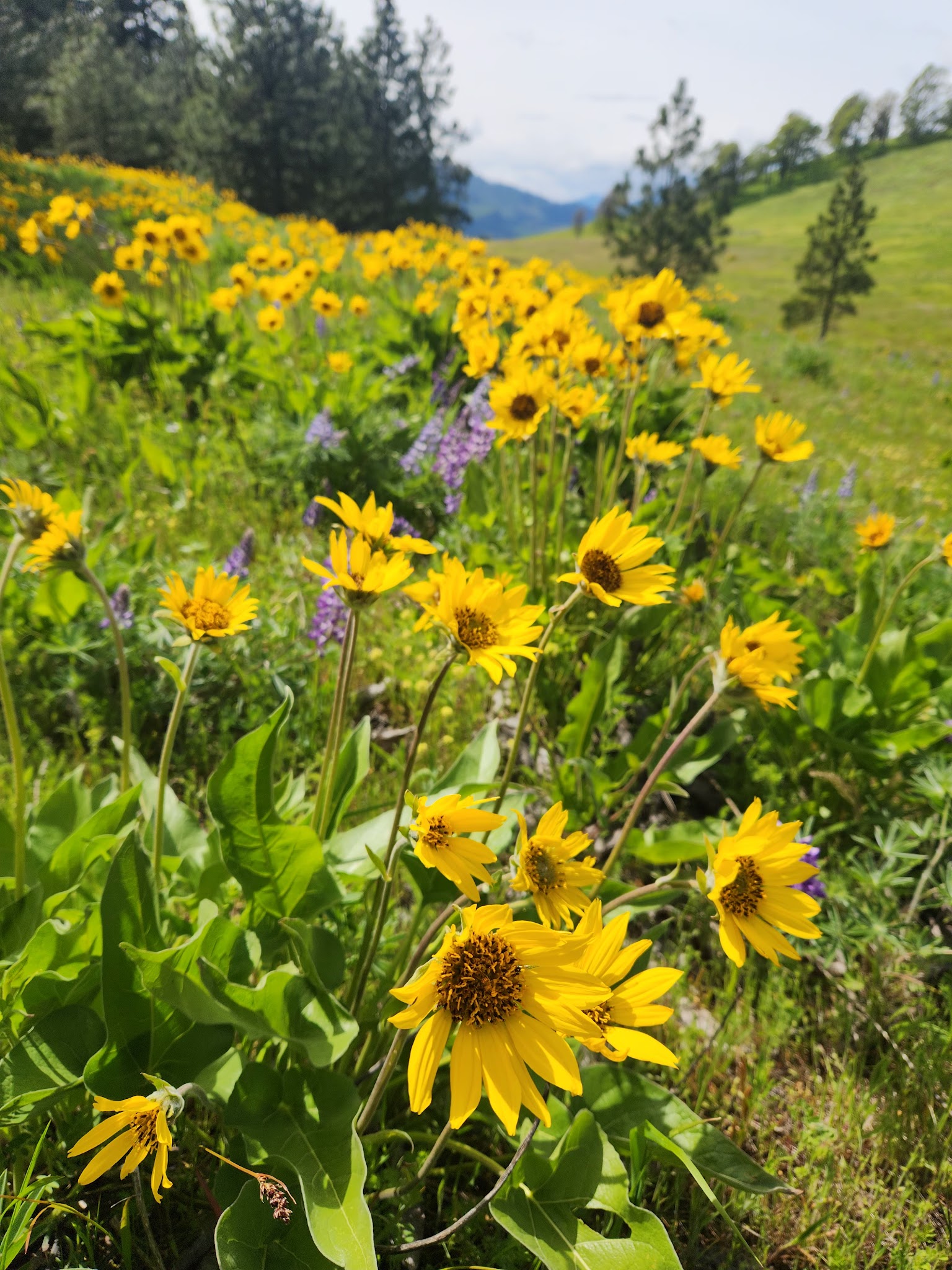 Memaloose State Park