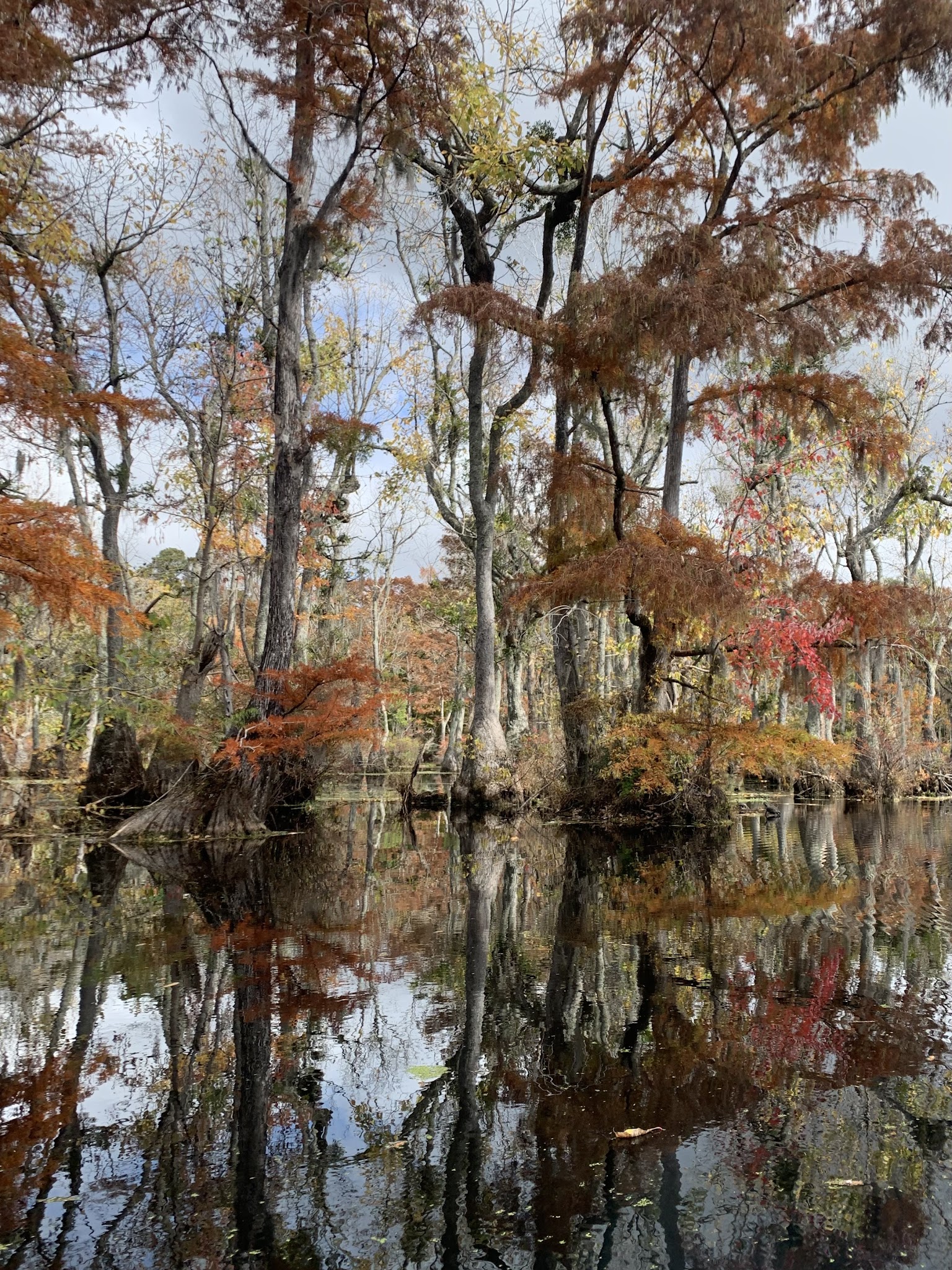 Merchants Millpond State Park