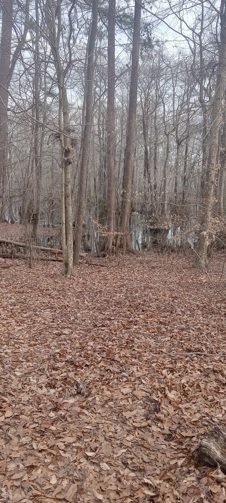 Merchants Millpond State Park