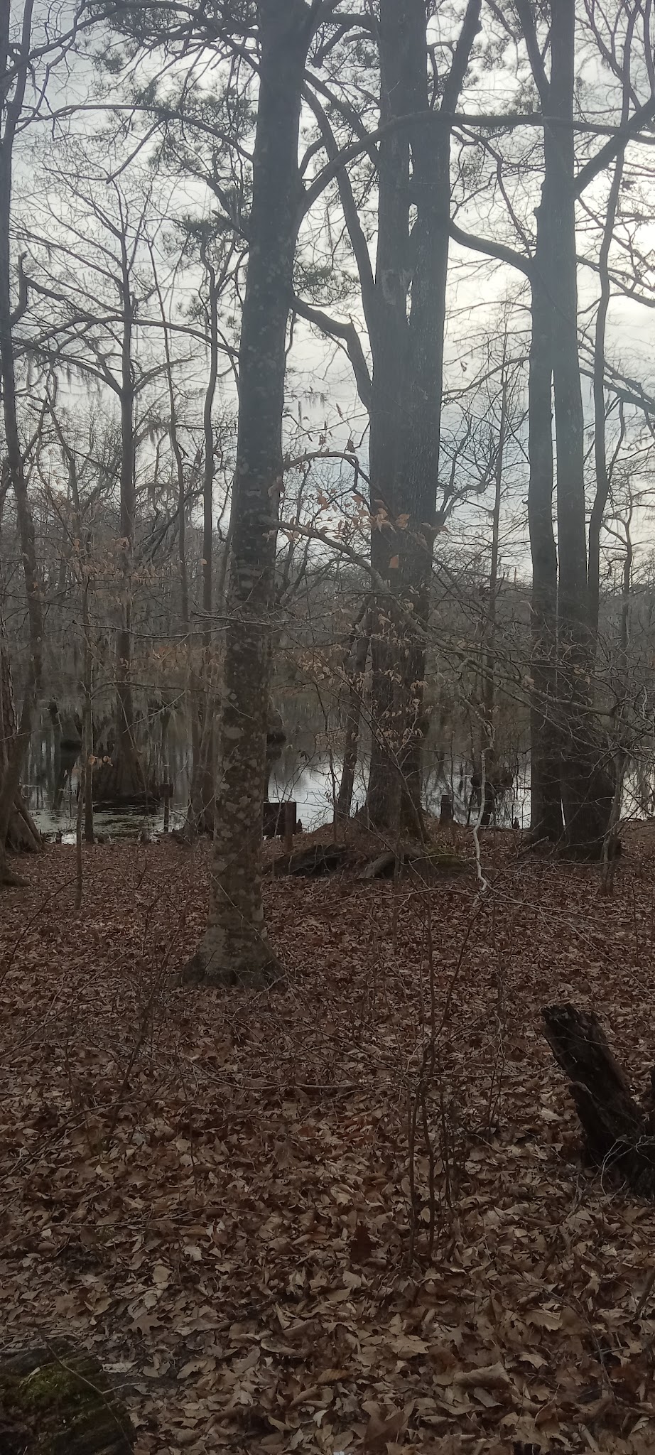 Merchants Millpond State Park