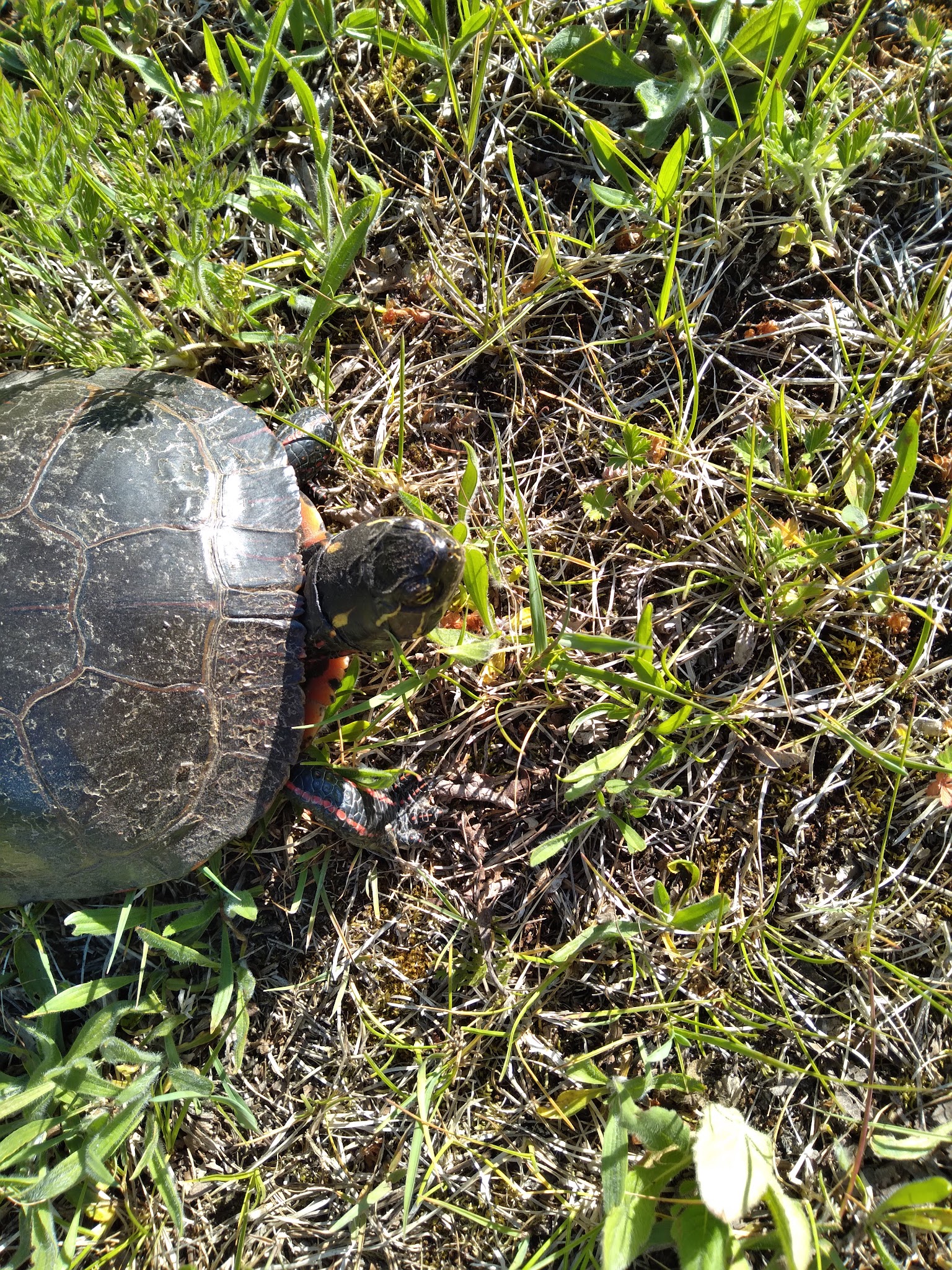 Merwin Creek State Forest Campground