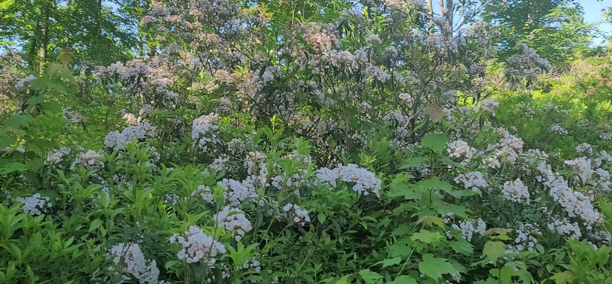 Michaux State Forest