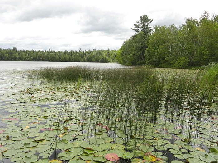 Michigan DNR