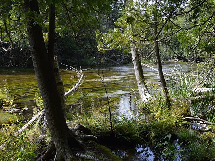 Platte River State Forest Campground