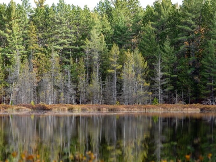 Michigan DNR